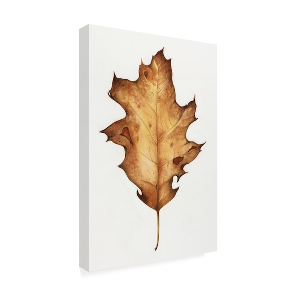 Deborah Kopka 'Black Oak Leaf' Canvas Art,22x32